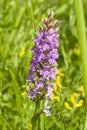 Inflorescence Dactylorhiza maculata, Heath Spotted Orchid macro, selective focus, shallow DOF