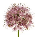 Inflorescence of decorative onion, ornamental allium flowers, Royalty Free Stock Photo