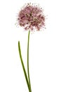 Inflorescence of decorative onion, ornamental allium flowers, Royalty Free Stock Photo