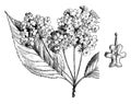 Inflorescence and Detached Flower of Hybrid Lantana vintage illustration