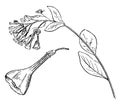 Inflorescence and Detached Flower of Mertensia Virginica vintage illustration