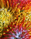 Protea flower details