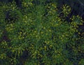 the inflorescence of dill during the flowering period