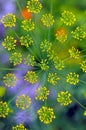 Inflorescence of dill Royalty Free Stock Photo