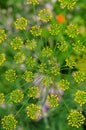 Inflorescence of dill Royalty Free Stock Photo