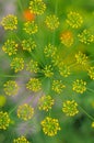 Inflorescence of dill Royalty Free Stock Photo