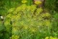 Inflorescence dill umbrella Royalty Free Stock Photo