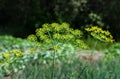 Inflorescence dill umbrella Royalty Free Stock Photo