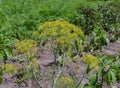 Inflorescence dill umbrella Royalty Free Stock Photo