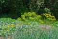 Inflorescence dill umbrella Royalty Free Stock Photo