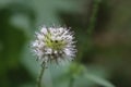 Inflorescence of a Dipsacus pilosus (small teasel) plant Royalty Free Stock Photo
