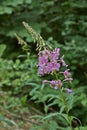 Inflorescence fireweed in a forest glade.