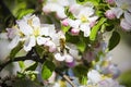 Inflorescence flower apple and bee collects nectar