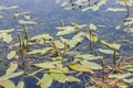 Inflorescence and flowers and floating leaves of broad-leaved pondweed