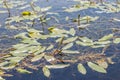 Inflorescence and flowers and floating leaves of broad-leaved pondweed