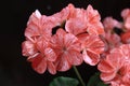 Inflorescence of flowers on a geranium branch