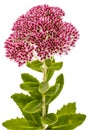 Inflorescence of flowers stonecrop close-up, lat. Sedum spectabile