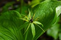 Inflorescence of the four-leaved dewberry Paris quadrifolia with the typical fruit and the four leaves arranged around it