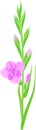 Inflorescence of gladiolus with lilac flowers, buds and green leaves Royalty Free Stock Photo