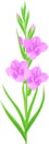 Inflorescence of gladiolus with lilac flowers, buds and green leaves Royalty Free Stock Photo