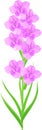 Inflorescence of gladiolus with lilac flowers and green leaves Royalty Free Stock Photo