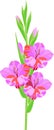 Inflorescence of gladiolus with lilac flowers Royalty Free Stock Photo