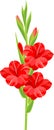 Inflorescence of gladiolus with red flowers