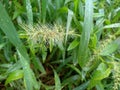 Inflorescence of grass Royalty Free Stock Photo