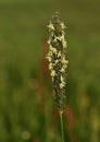 Inflorescence of grass with pollen