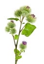 Inflorescence of Greater Burdock. Royalty Free Stock Photo