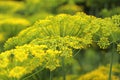 Inflorescence green fennel seeds Royalty Free Stock Photo