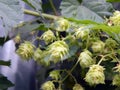 Inflorescence of green hops closeup Royalty Free Stock Photo