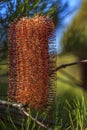 Inflorescence of the heath leaved Australian banksia ericifolia, gold-and-red styles flower