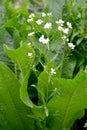 Inflorescence of horseradish, or rustic Armoracia rusticana G.Gaertn., B.Mey Royalty Free Stock Photo