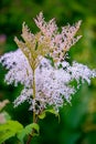 Inflorescence of hundreds of small white flowers with a green leaf in the foreground and a blurred background in the