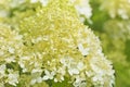 Inflorescence Hydrangea paniculata `Limelight` as background