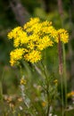 Inflorescence of Jacobaea Vulgaris, or ragwort or stinking willie, with small yellow flowers on the stem. Shallow focus with