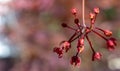 Inflorescence of a Japanese red maple with many tiny flowers, scientific name Acer rubrum Royalty Free Stock Photo