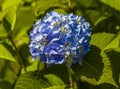 Inflorescence of large-leaved hydrangea with blue flowers close-up