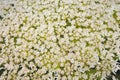 Inflorescence of a large number of white flowers