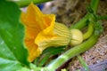 Inflorescence of a large pumpkin close-up. Vegetables during the flowering period