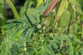 Inflorescence of a leadtree (Leucaena leucocephala). Royalty Free Stock Photo