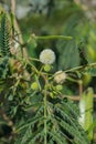 Inflorescence of a leadtree (Leucaena leucocephala). Royalty Free Stock Photo