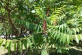 Inflorescence in the leafage of vinegar tree