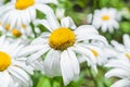 Inflorescence of Leucanthemum vulgare, closeup. Royalty Free Stock Photo