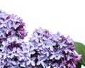 Inflorescence of lilac flowers isolated Royalty Free Stock Photo