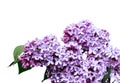 Inflorescence of lilac flowers isolated Royalty Free Stock Photo