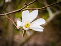 Inflorescence lovely white flower of a white magnolia. Royalty Free Stock Photo