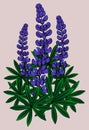 Inflorescence of lupines. Vector