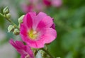 Inflorescence of Malva flower Royalty Free Stock Photo